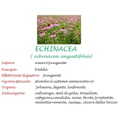 Echinacea