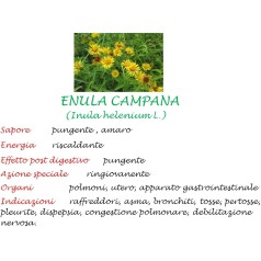 ENULA CAMPANA