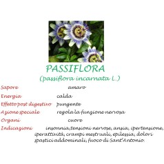 Passiflora