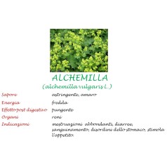 Alchemilla