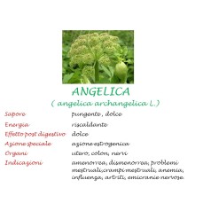 Angelica