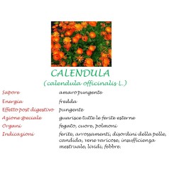 Calendula