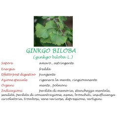 Ginkgo Biloba