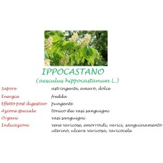 Ippocastano