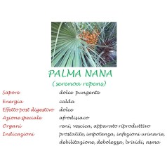 Palma nana