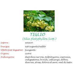 Tiglio