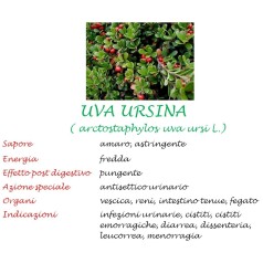 Uva ursina