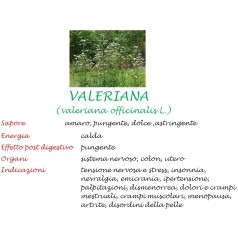 Valeriana